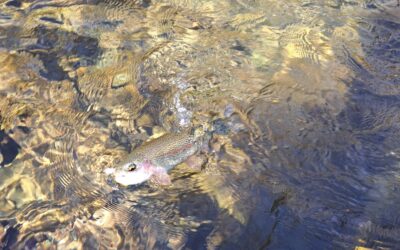 Gearing Up for Dry Flies with Patrick Weaver